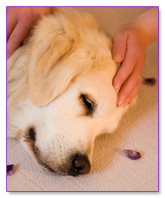 Reiki y el manejo de dolor crónico