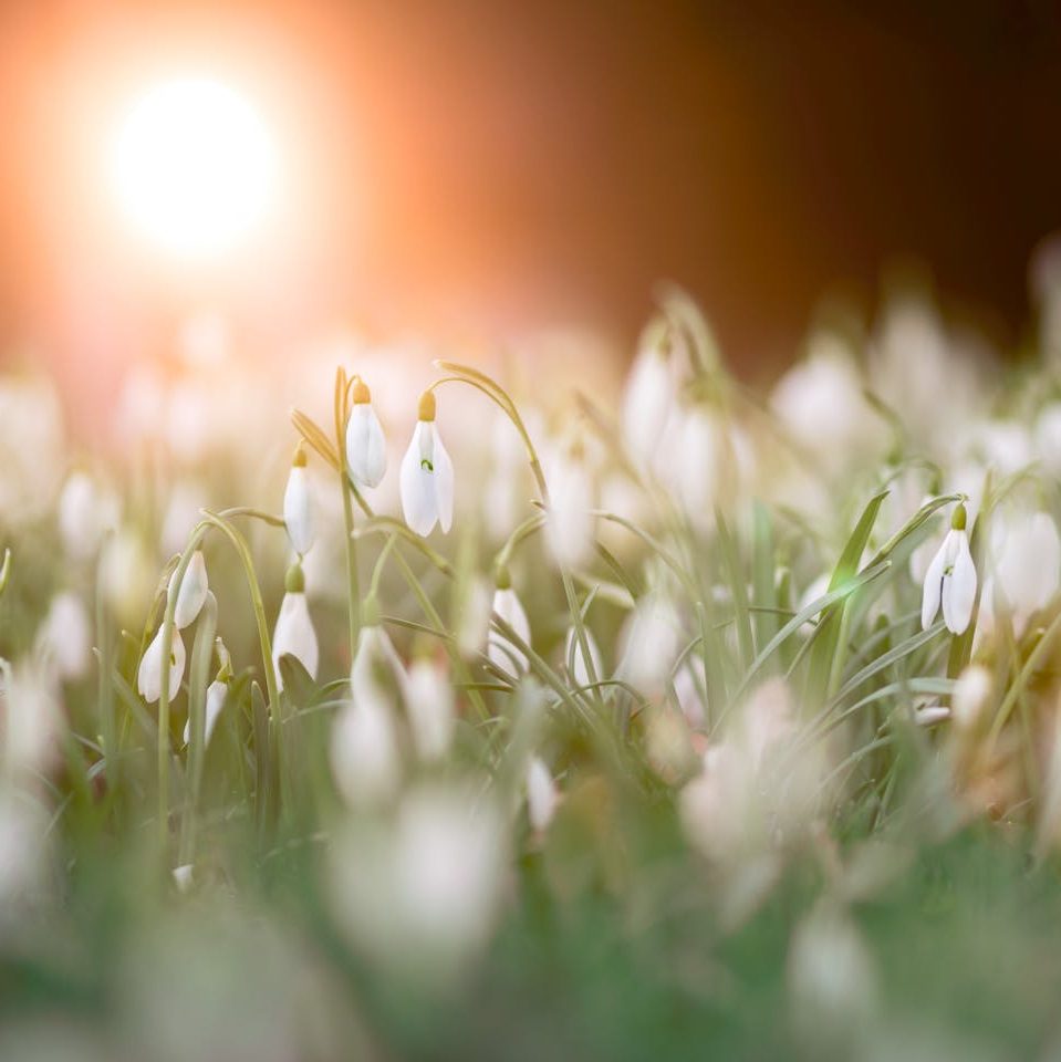 Meditación Solsticio de Verano