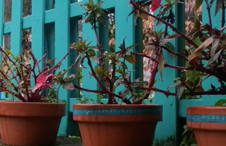 Meditación el latido de&nbsp;Gaia