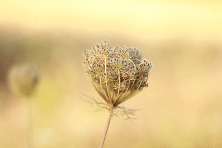 El verano es un tiempo de luz