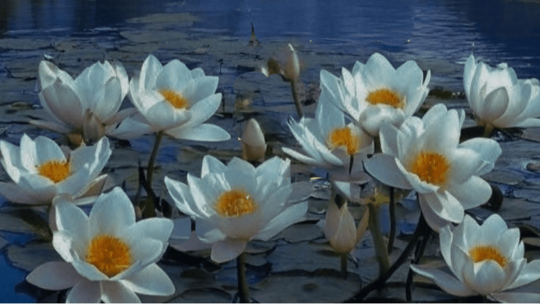 Meditación de luna llena en piscis, sol en&nbsp;virgo