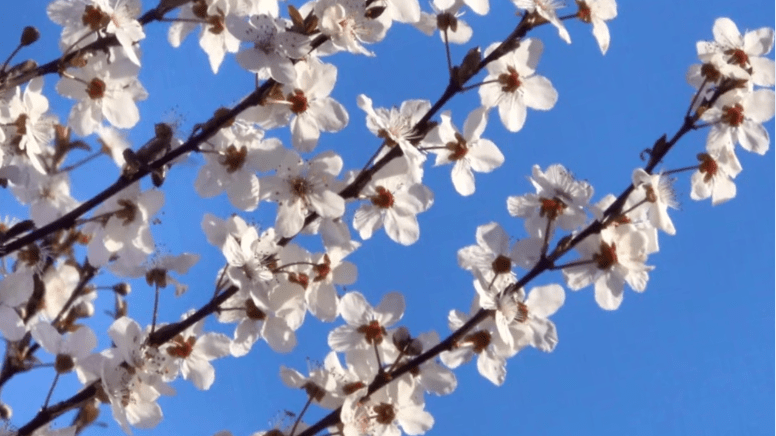 Meditación Del ser hacia tu camino de alma