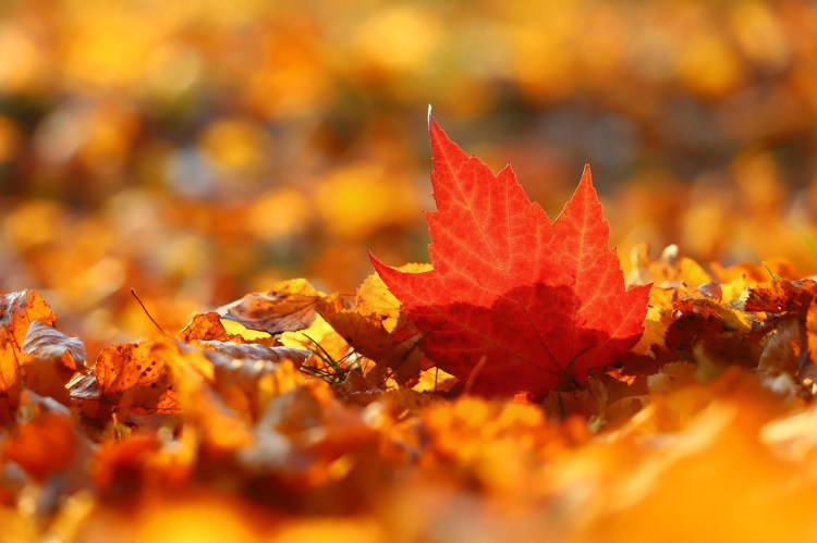 hojas de otoño