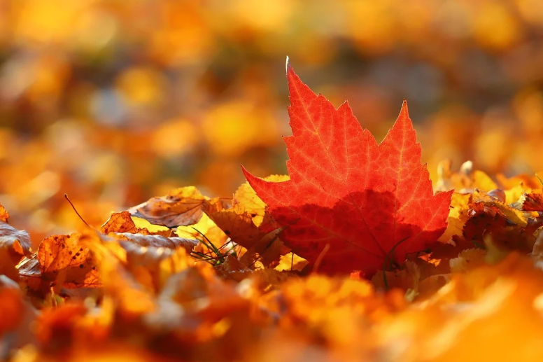 hojas de otoño en tonos rojizos